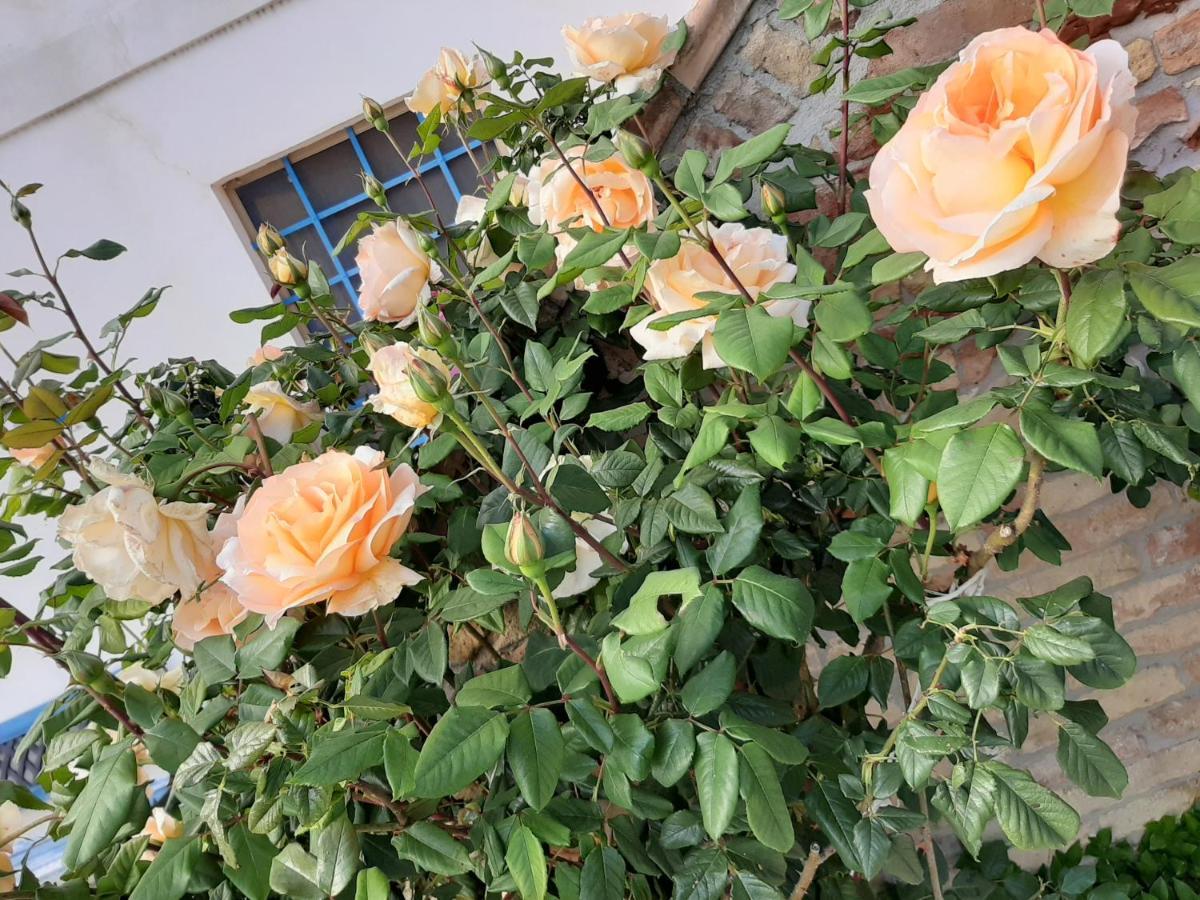 B&B La Casa In Campagna Collecorvino Ngoại thất bức ảnh