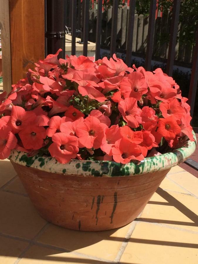 B&B La Casa In Campagna Collecorvino Ngoại thất bức ảnh